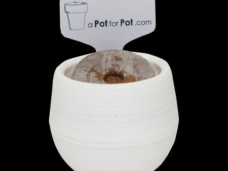 A Pot For Pot Seed Starting Kit For Cheap